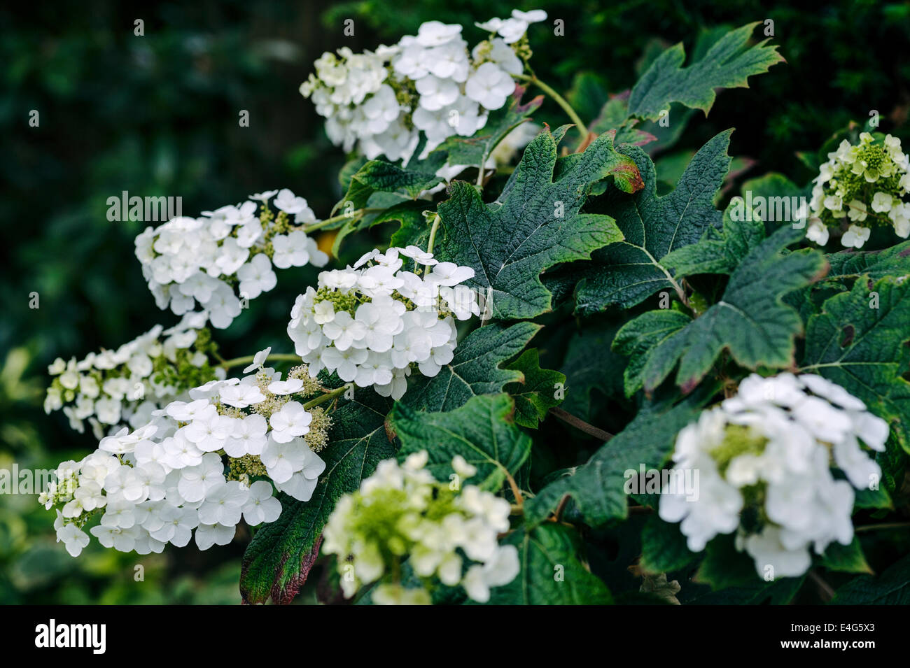 Hydrangea Quercifolia Snow Queen, weiß blühenden Strauch. Stockfoto