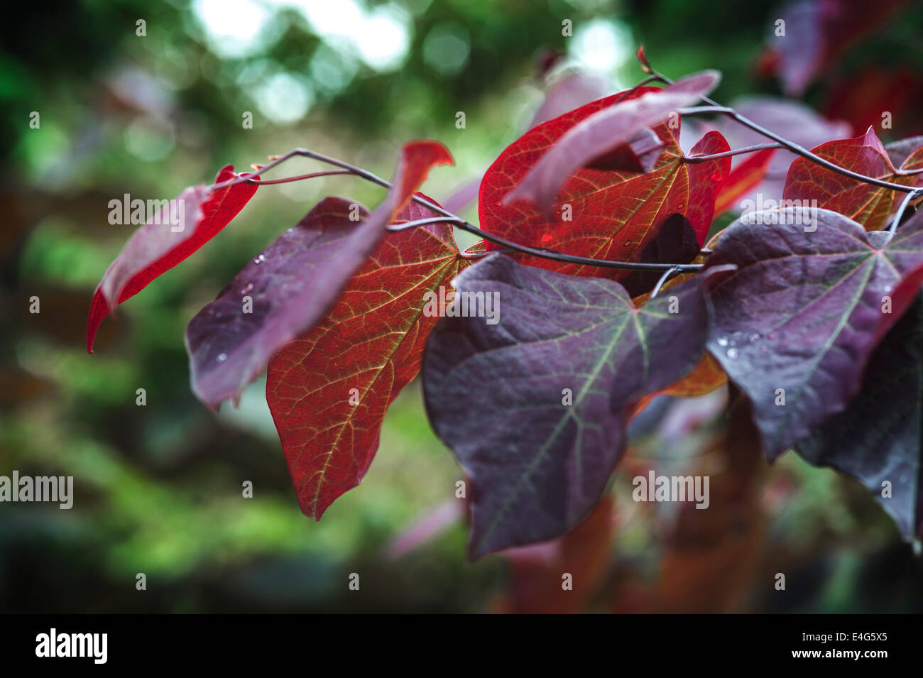 Cercis Canadensis Forest Pansy, östliche Redbud.purple Blatt Stockfoto