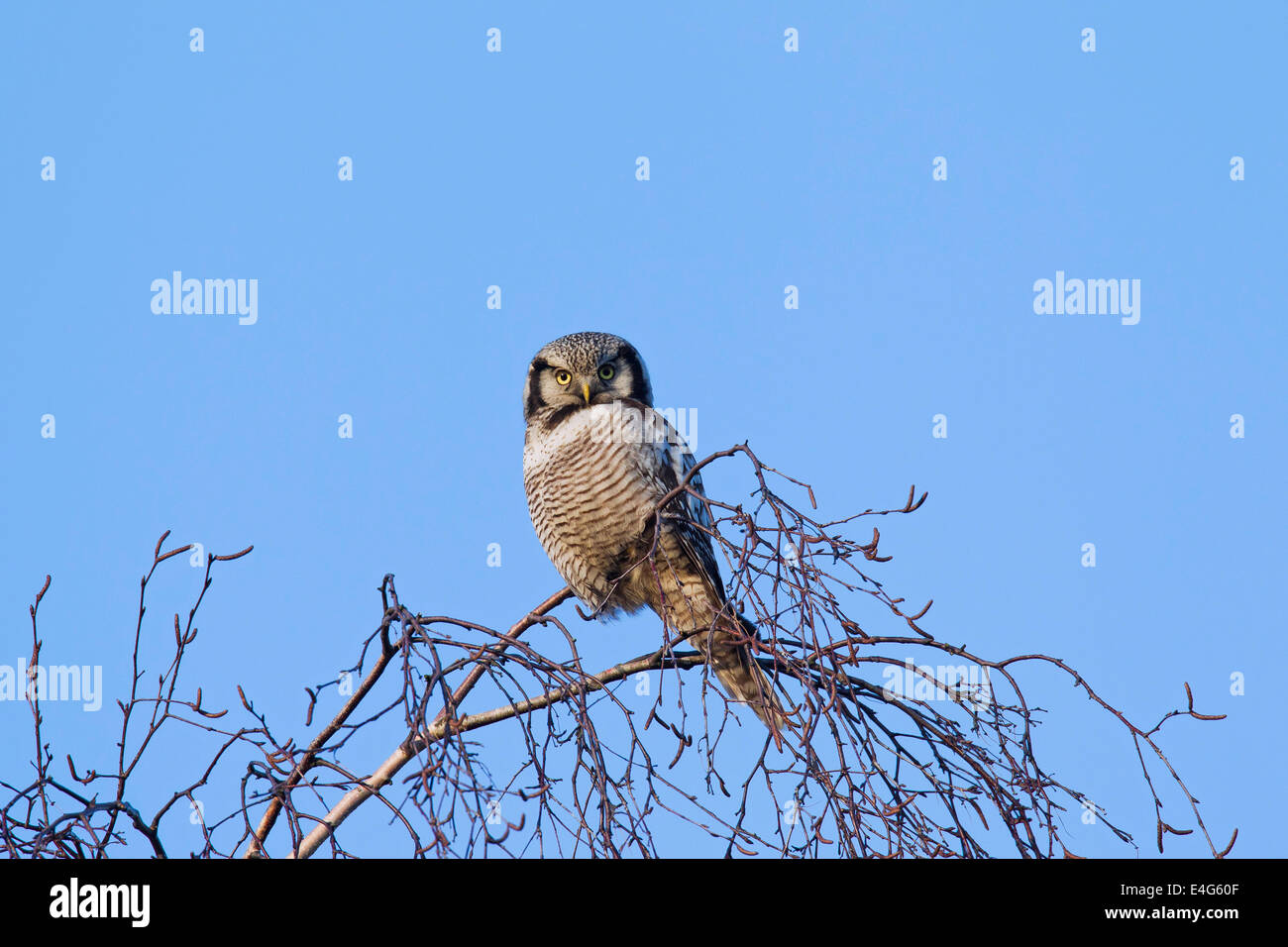 Nördlichen Sperbereule (Surnia Ulula) thront in Baum Stockfoto