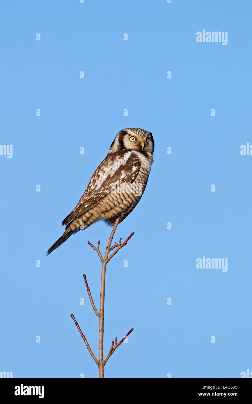 Nördlichen Sperbereule (Surnia Ulula) thront in Baum Stockfoto