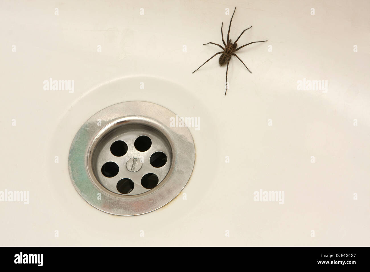 Haus Spinne, Tegenaria duellica Stockfoto