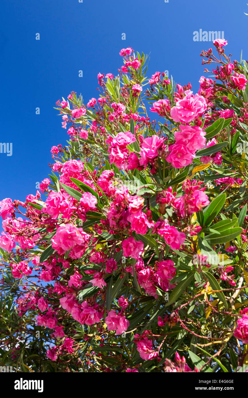 Ein rosa blühender Strauch in Sivota, Griechenland Stockfotografie Alamy