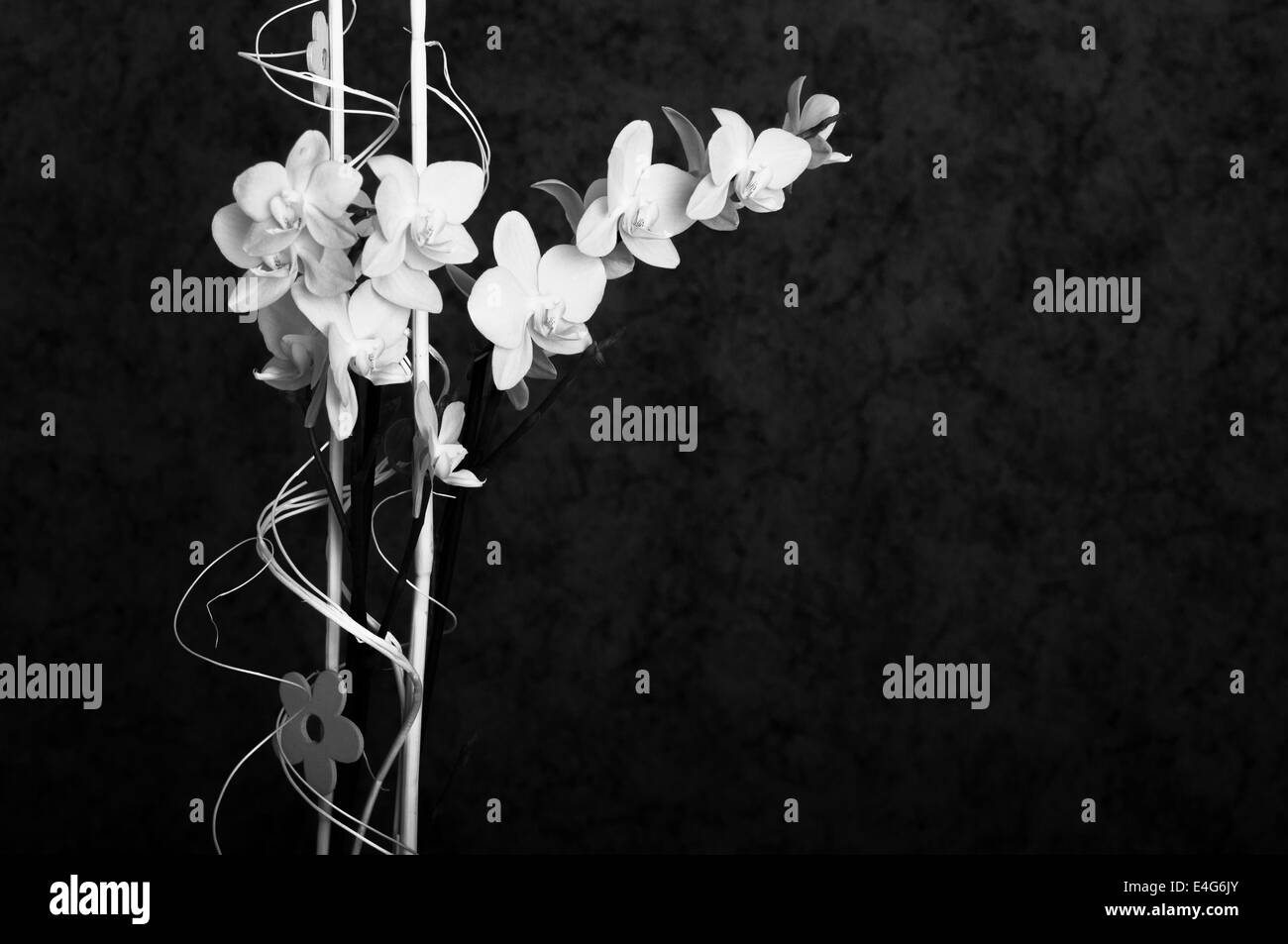 Orchideen-Arrangement in schwarz und weiß Stockfoto