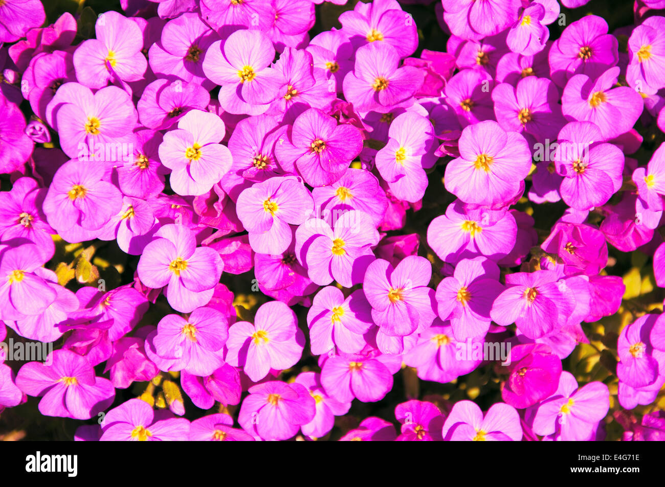 Kleine rosa Blumen Stockfoto