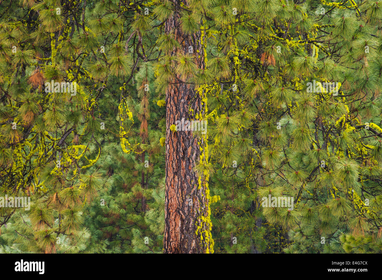 Ponderosa Pinie mit Wolf Flechten an Stamm und Ästen; Conboy Lake National Wildlife Refuge, Washington. Stockfoto