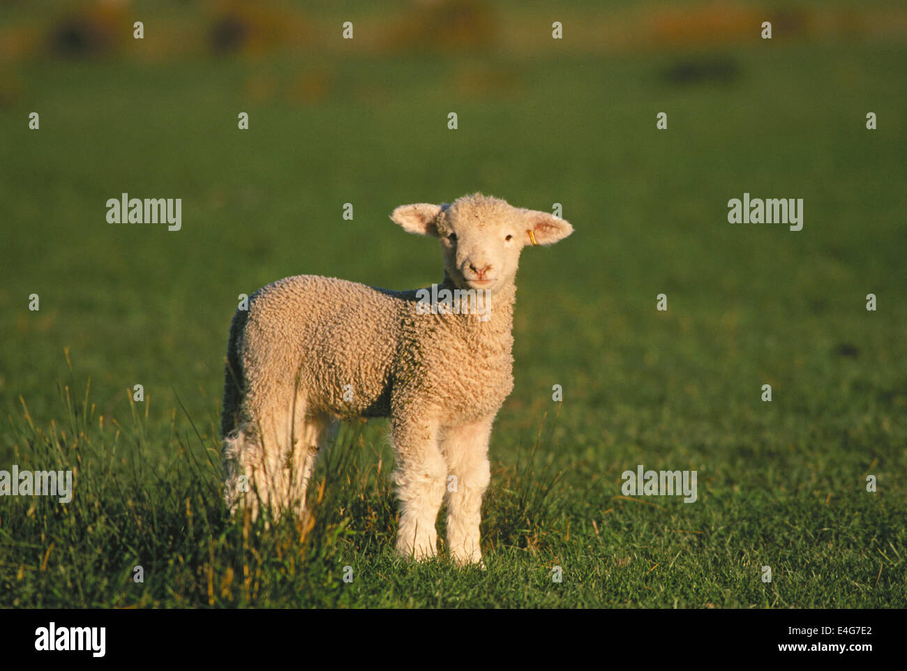 Lamm auf der Weide (Schaf-Rasse ist Romney); Wharekauhau Lodge und Schafe Ranch, Palliser Bay, Neuseeland. Stockfoto