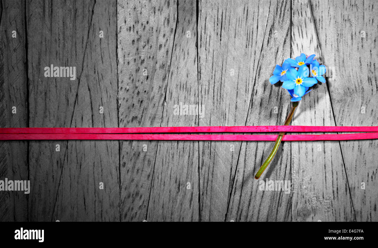 "forget me not" - Blume mit einer roten Schleife Band auf einer Holzwand befestigt - Colorkey-Bild Stockfoto