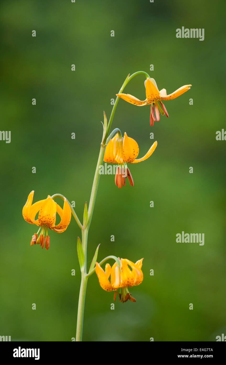 Tiger Lily oder Columbia Lilie. Stockfoto