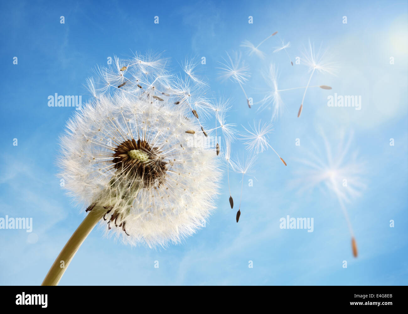 Löwenzahn Uhr Dispergieren Samen Stockfoto