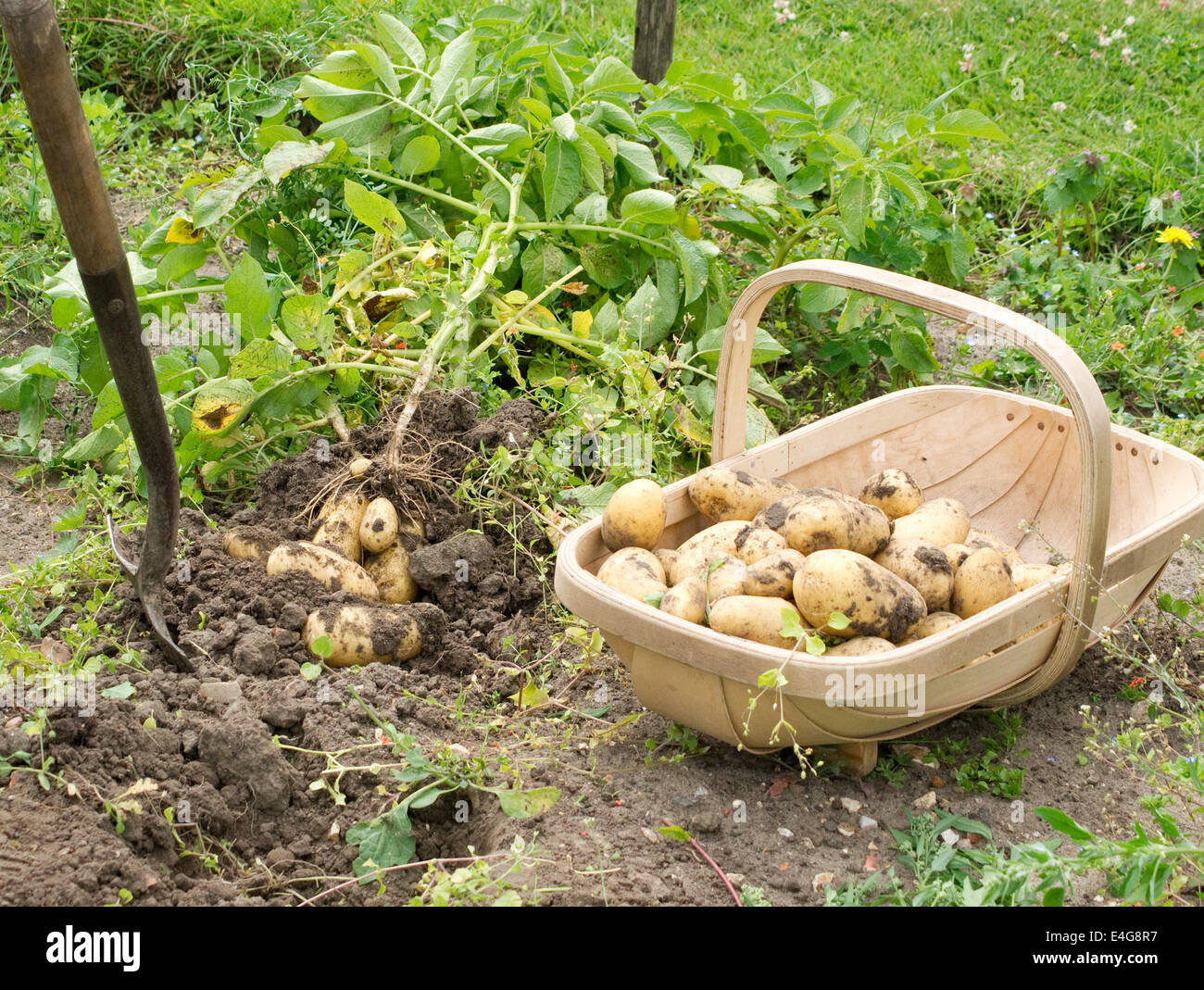 Neu gegrabene Kartoffeln auf Zuteilung Stockfoto