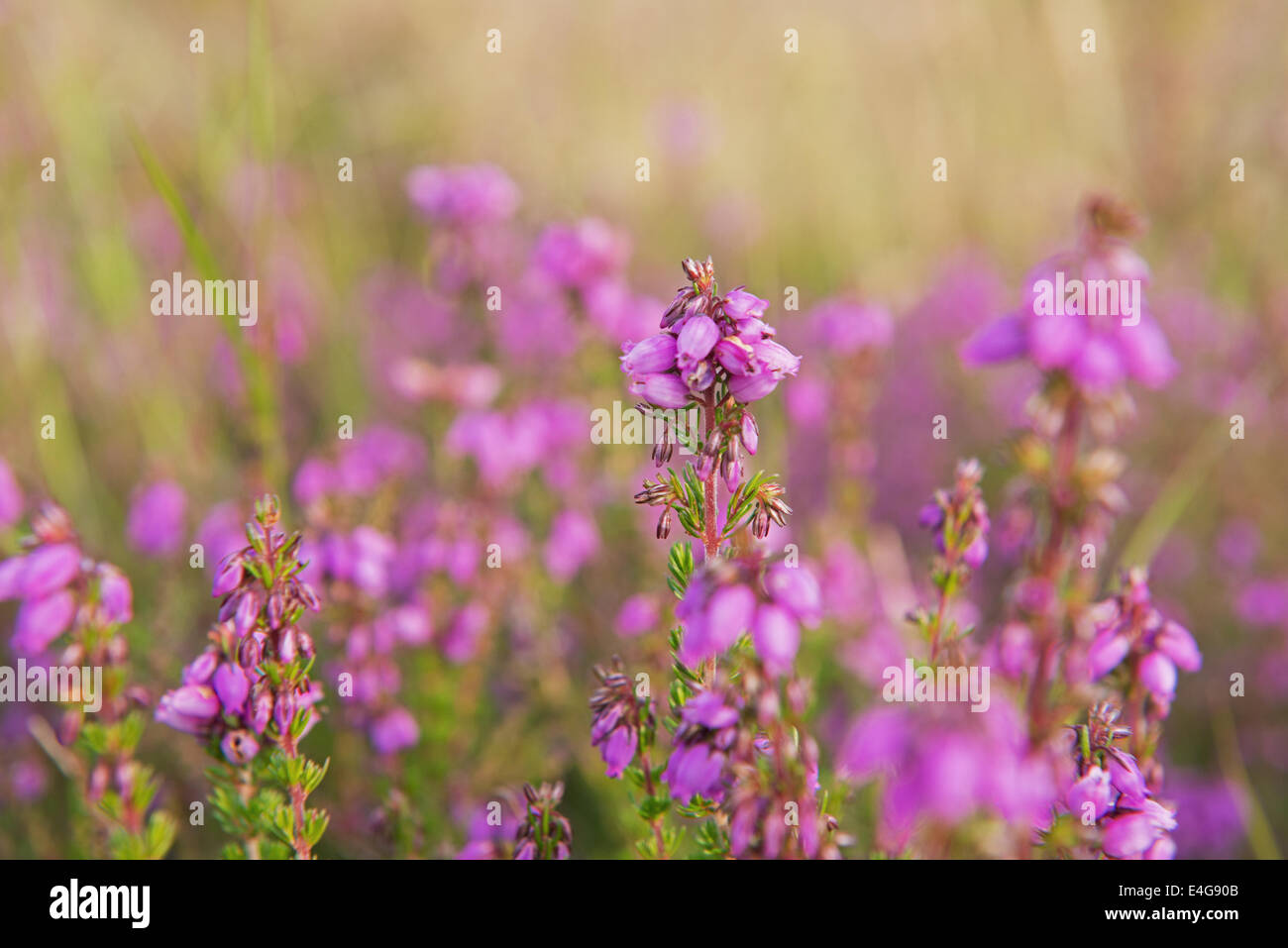 Culluna Vulgaris (bekannt als gemeinsame Heather, Ling oder einfach Heather) In voller Blüte, Sommer, Uk. Stockfoto