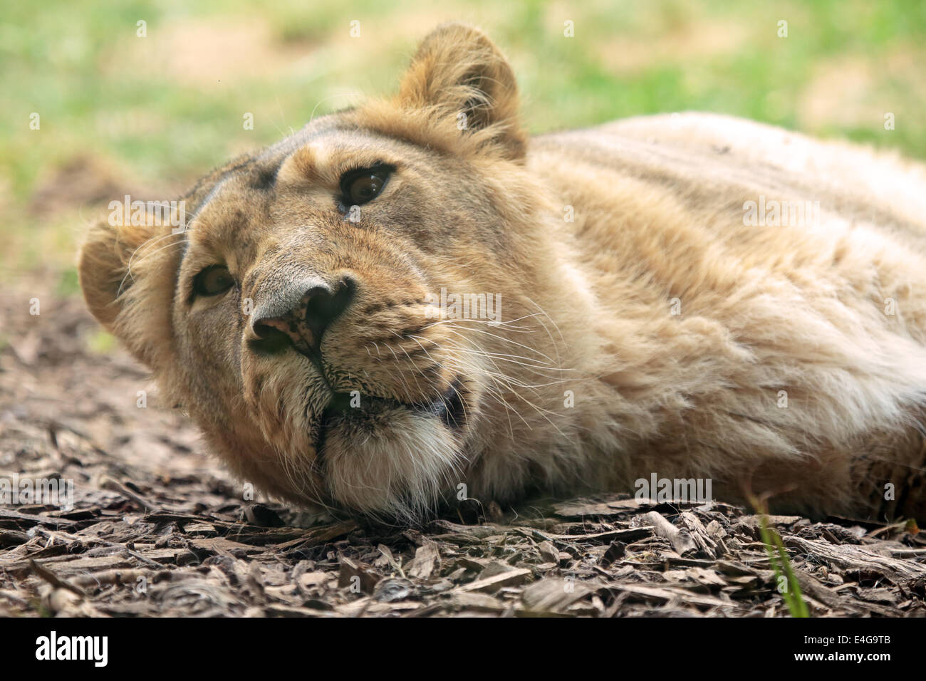 Ein weiblicher Löwe (Panthera Leo) ist auf dem Boden schlafen. Stockfoto