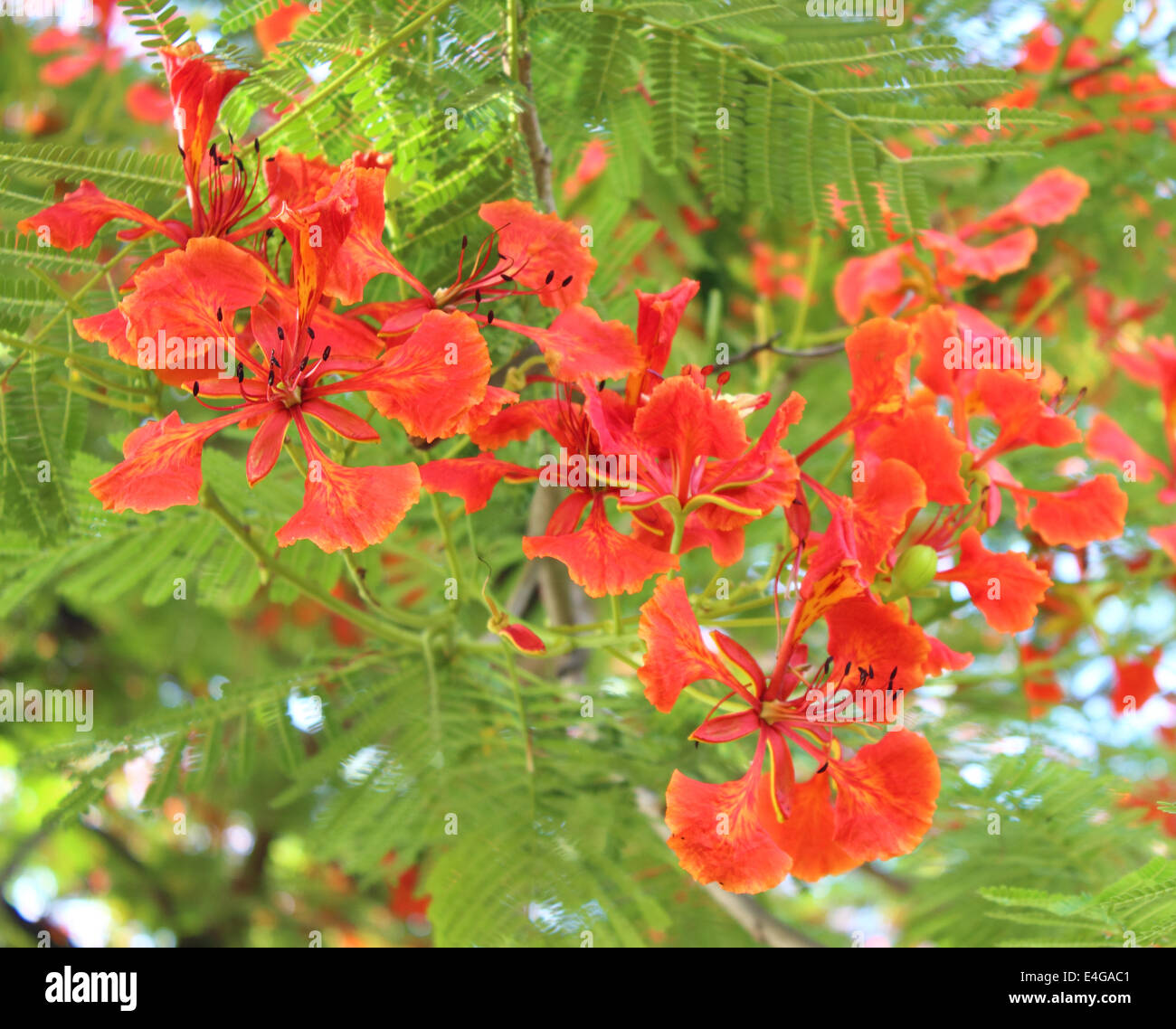 Pfau Blume, Pfau Blume Baum Stockfoto