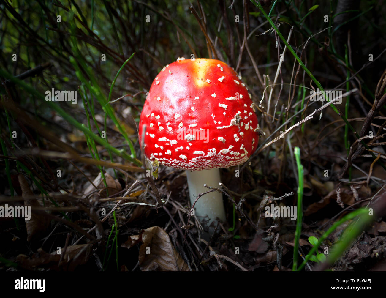 roter Fliegenpilz im Wald Stockfoto