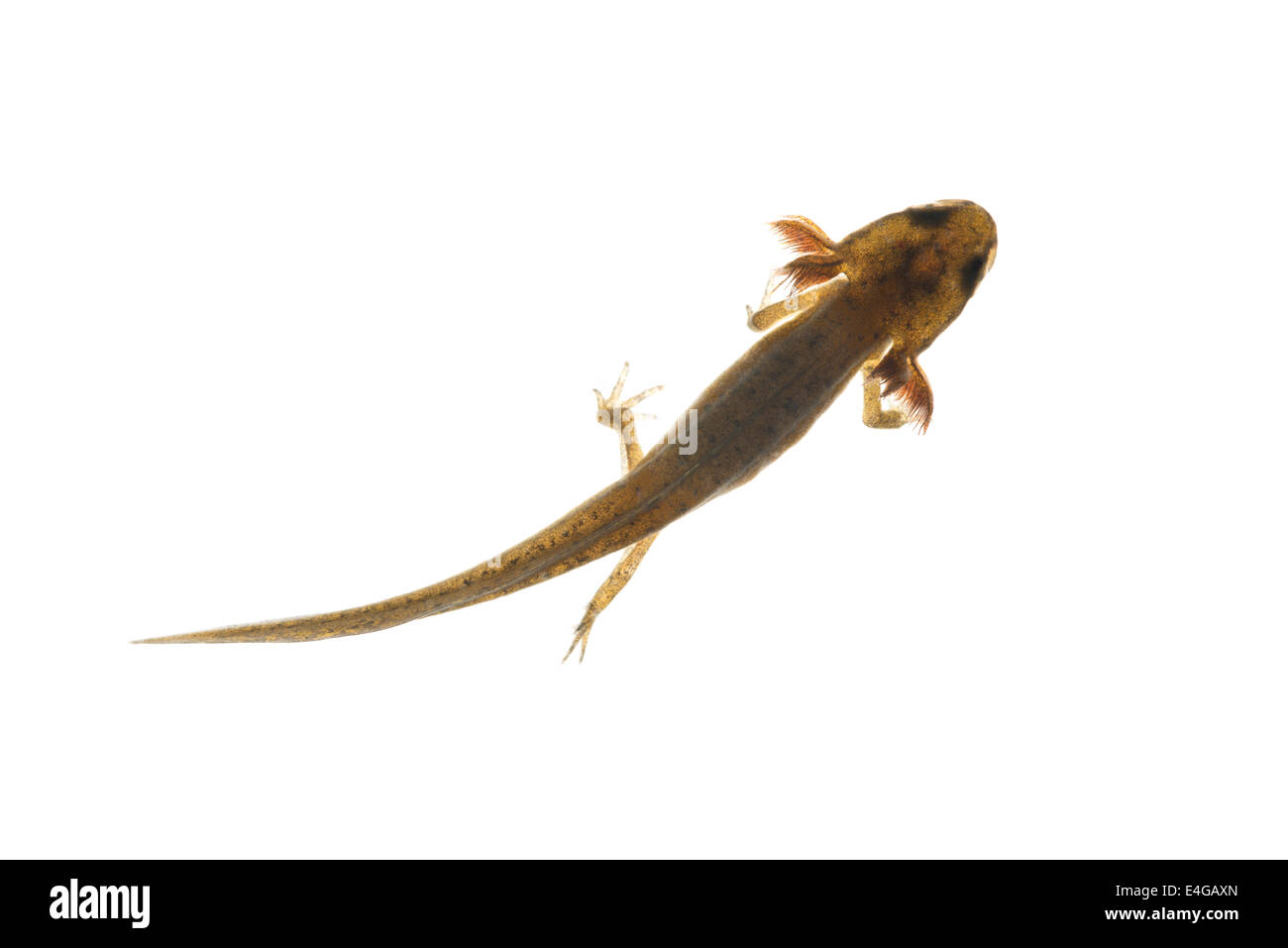 gemeinsamen glatt Newt erweiterte Larven verlassen Beine mit externen