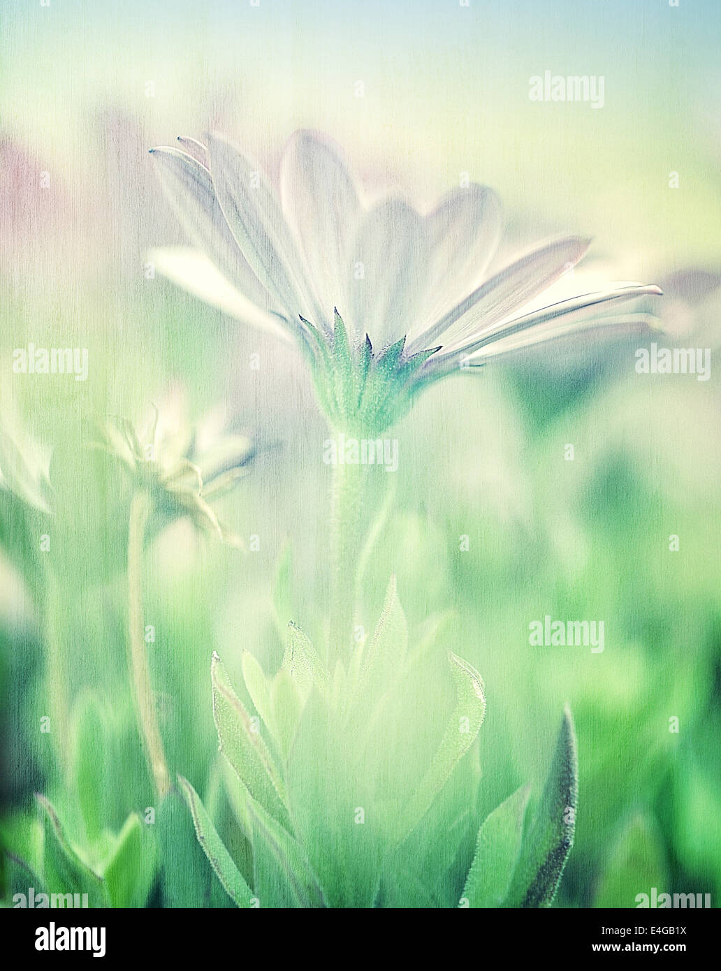 Sanfte Daisy Field, Weichzeichner, bildende Kunst, Foto mit schönen weißen Blüten, Blumen Bildschirmschoner, Unschärfe-Effekt, Schönheit der Natur Stockfoto