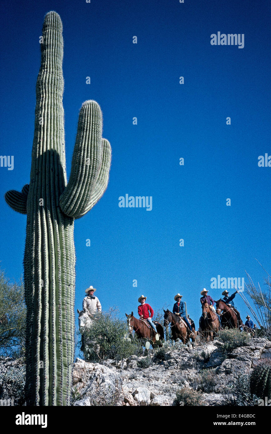 Ein hoch aufragenden Saguaro-Kaktus Rahmen für eine Gruppe von Guest Ranch Reiter, die pause während ihrer Wanderritt an der Sonora-Wüste in Arizona, USA. Stockfoto