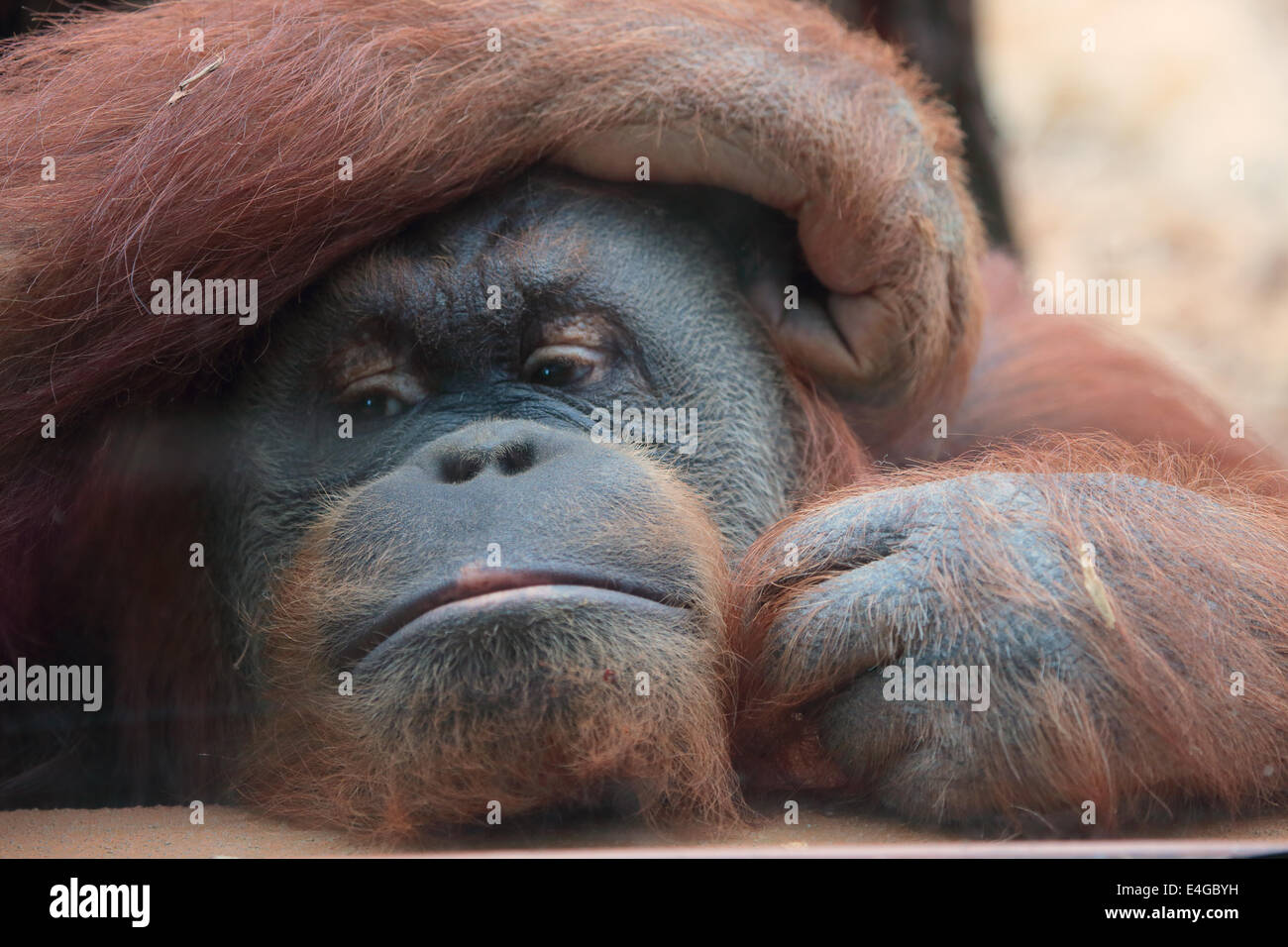 Porträt von Bornean Orangutan, Pongo Pygmaeus, einen Riesenaffen native auf der Insel Borneo Stockfoto