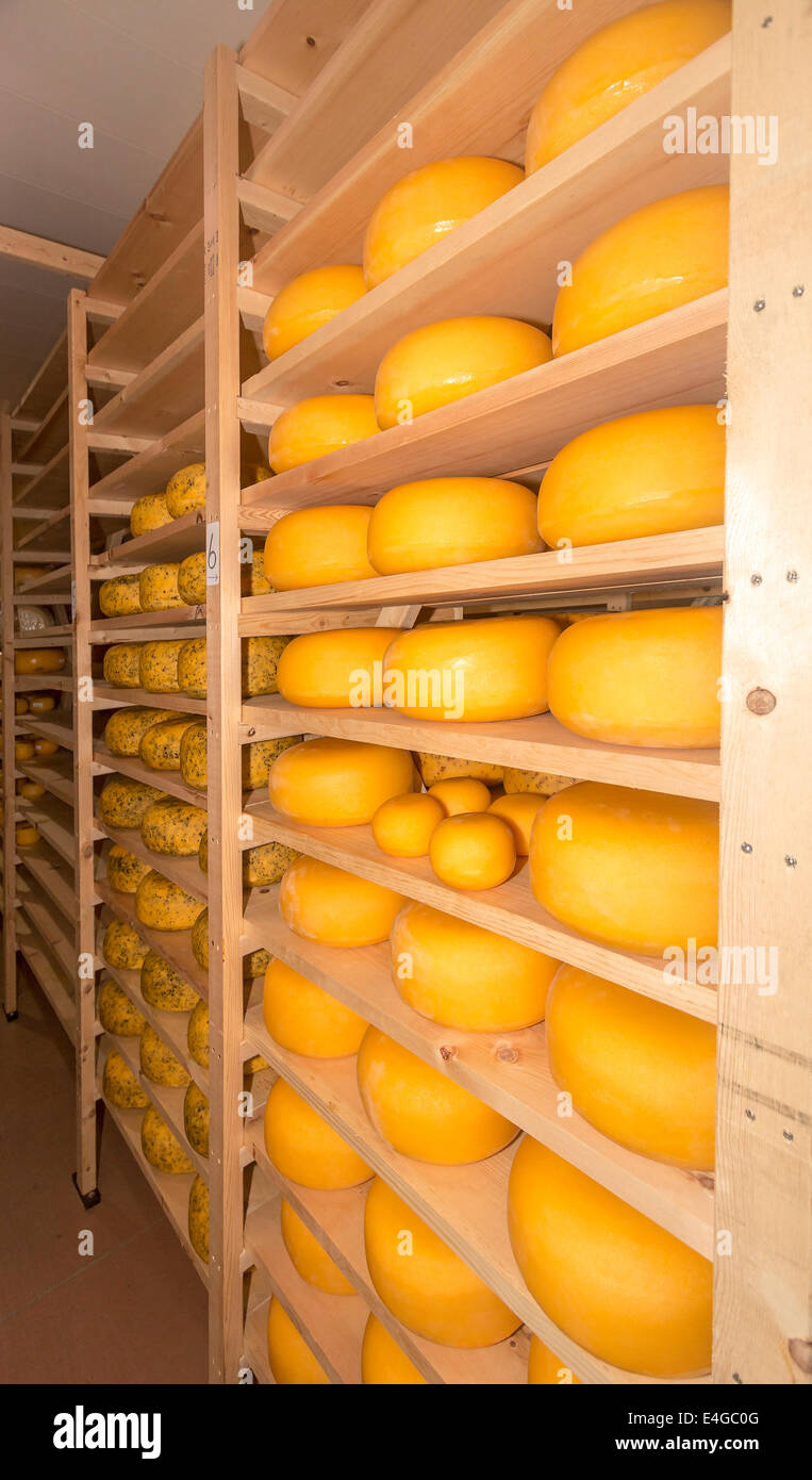 Runden von Cheddar und Chile Gouda am goldenen Ohren Käse Crafters, Butter, Käse, Backwaren und Kunsthandwerk verkaufen. Stockfoto