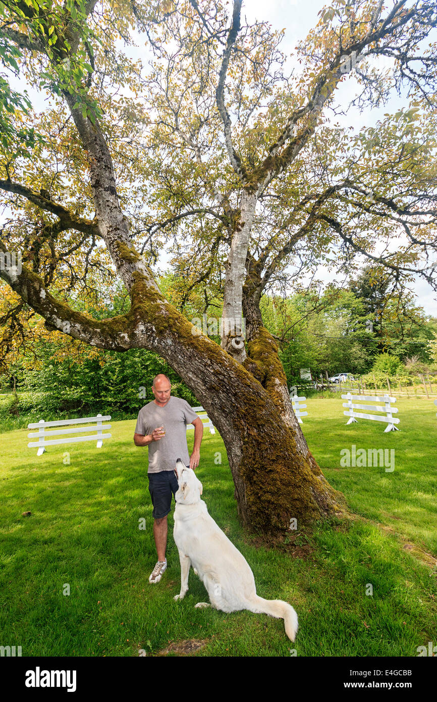 Patrick Murphy und der Hund der Familie unter einem großen Walnussbaum auf dem Gelände Vista d ' Oro, ein kleines Familienweingut Stockfoto