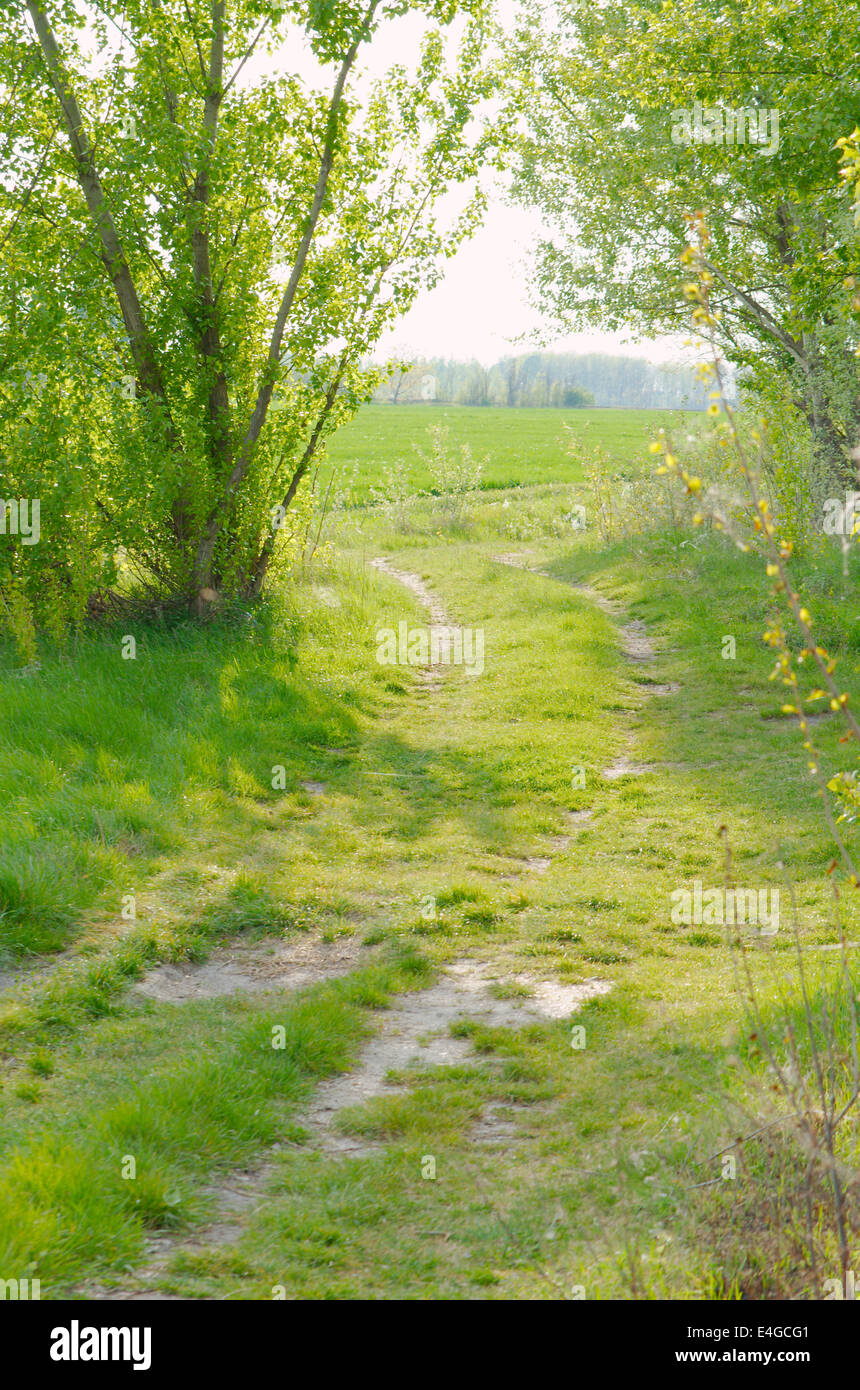 Grasbewachsenen Kurve schattige Feldweg zu einem Weizenfeld Stockfoto