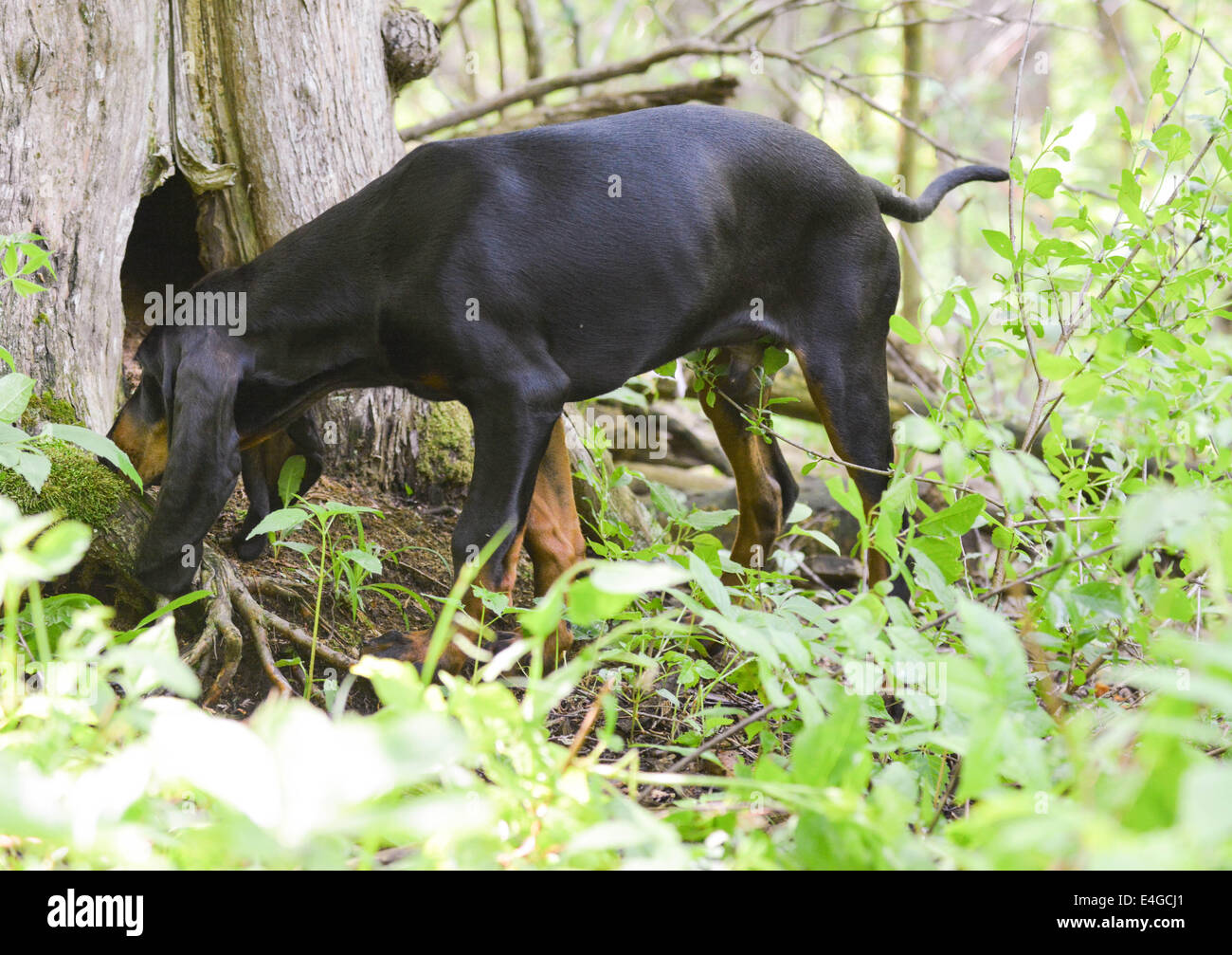 Black And Tan Coonhound, ein Waschbär in einem Baum riechen Stockfoto