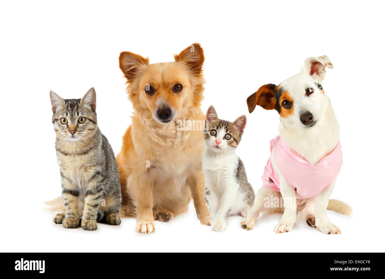 Gruppe von Katzen und Hunden vor weißem Hintergrund Stockfoto