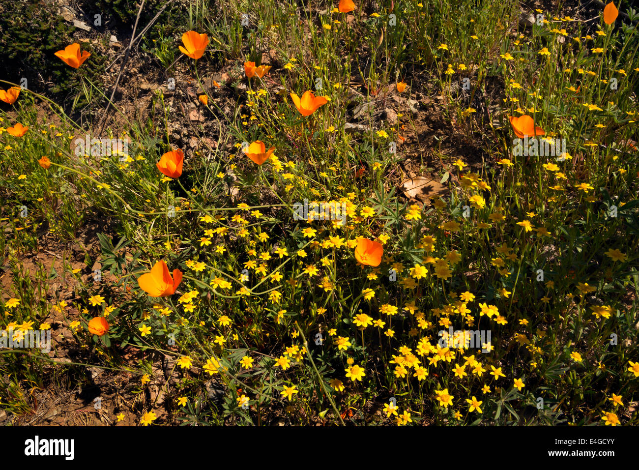Kalifornien - Wildblumen entlang der Hite-Bucht in Sierra National Forest. Stockfoto