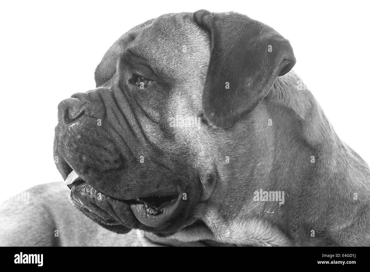 Bullmastiff männlichen Porträt auf weißem Hintergrund Stockfoto