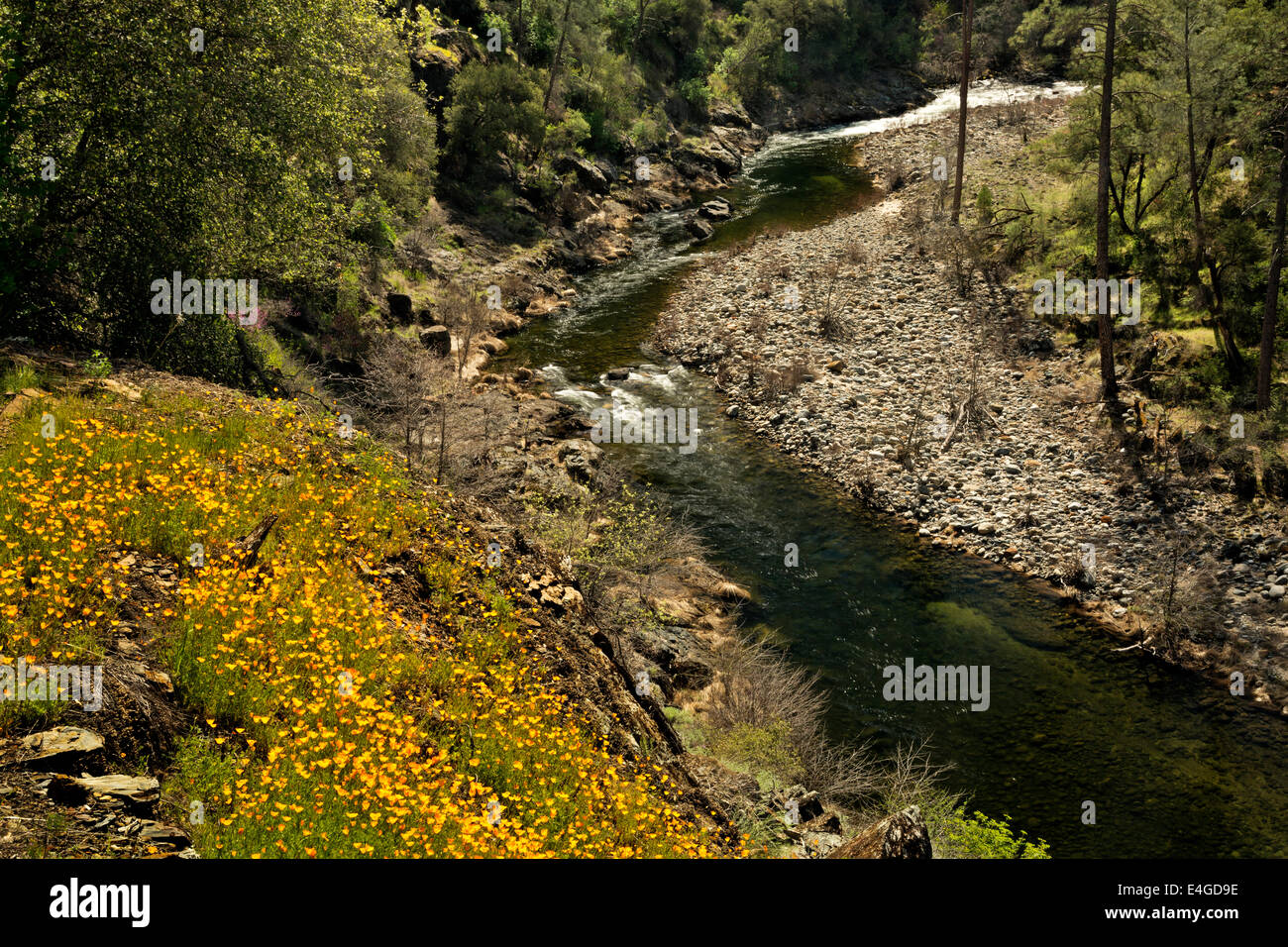 Kalifornien - Hang mit Mohnblumen entlang der Hite Cove Trail über South Fork Merced River bedeckt. Stockfoto