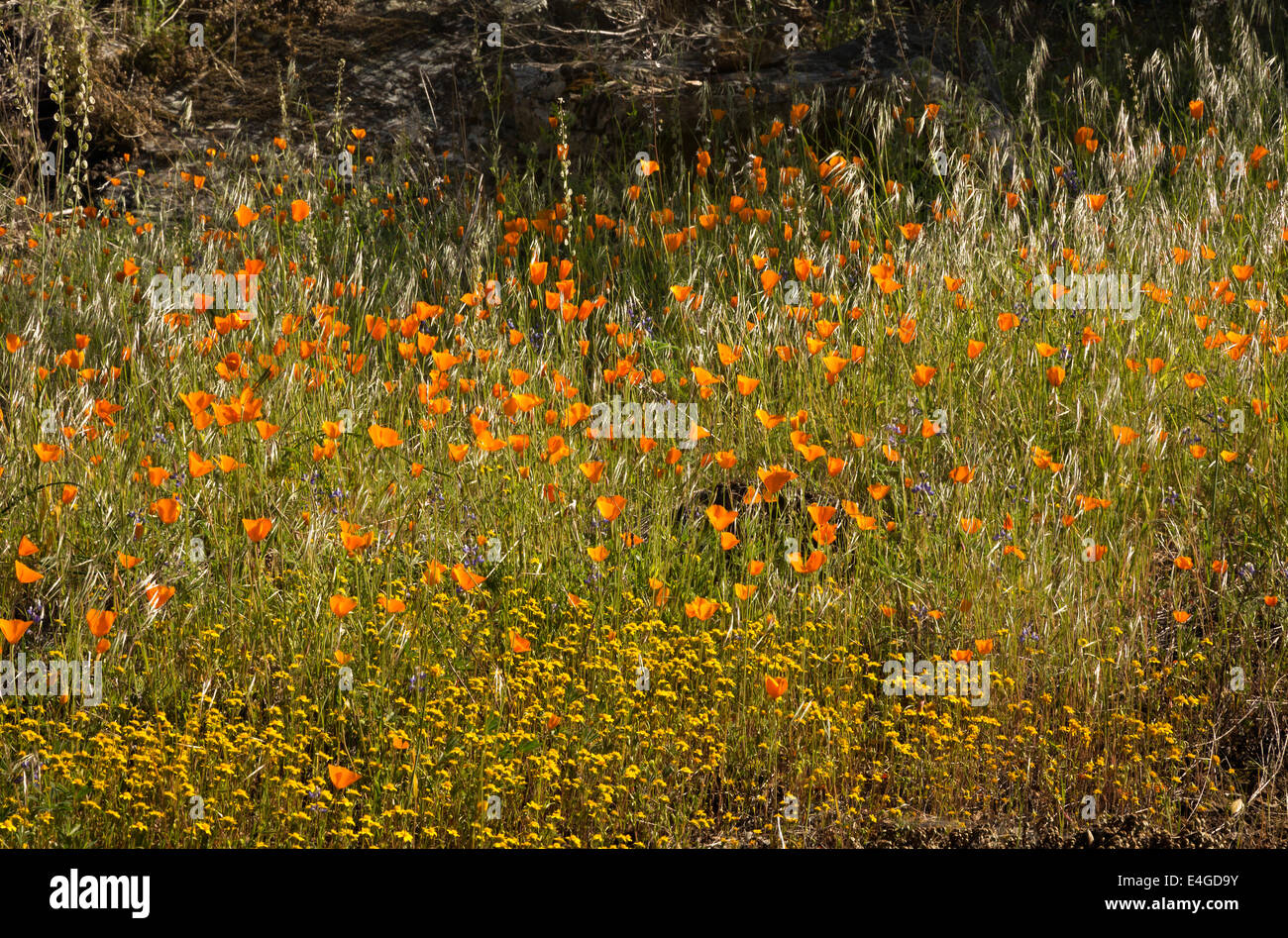 Kalifornien - Wildblumen bedeckt Hänge entlang der Hite Cove Trail in Sierra National Forest. Stockfoto