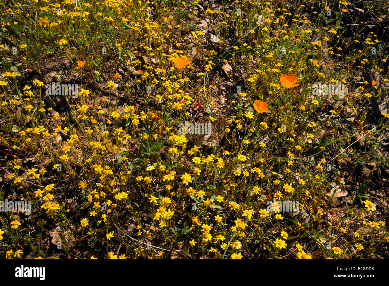 Kalifornien - Wildblumen entlang der Hite-Bucht in Sierra National Forest. Stockfoto