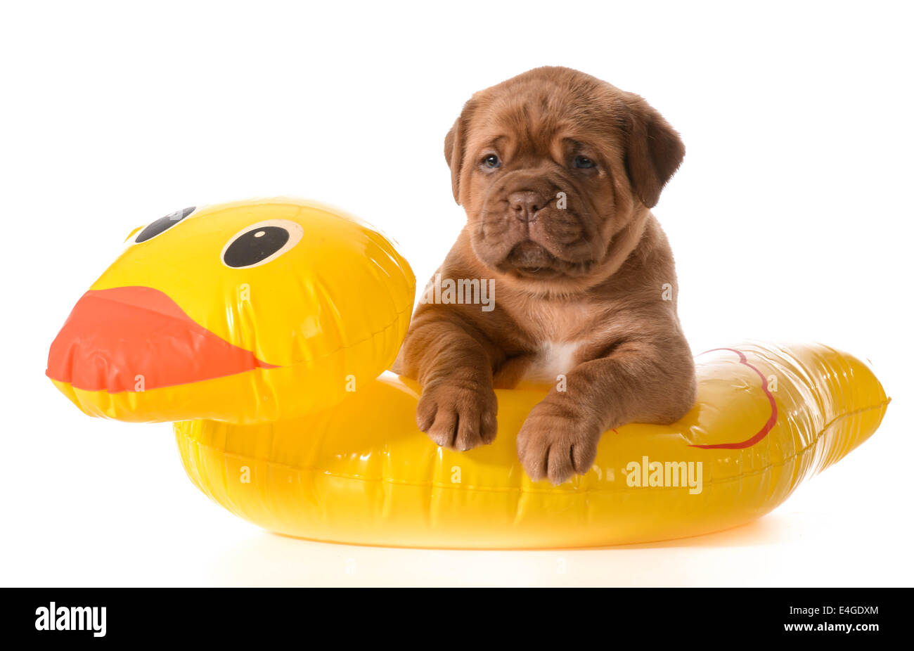 Hund Wassersicherheit - Dogge de Bordeaux im Floating-Gerät Stockfoto