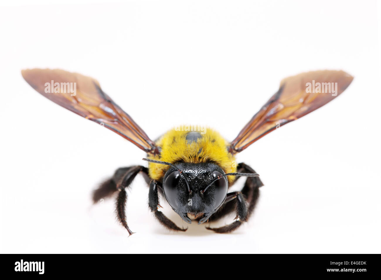 Tischler Biene Xylocopa Pubescens auf weißem Hintergrund Stockfoto