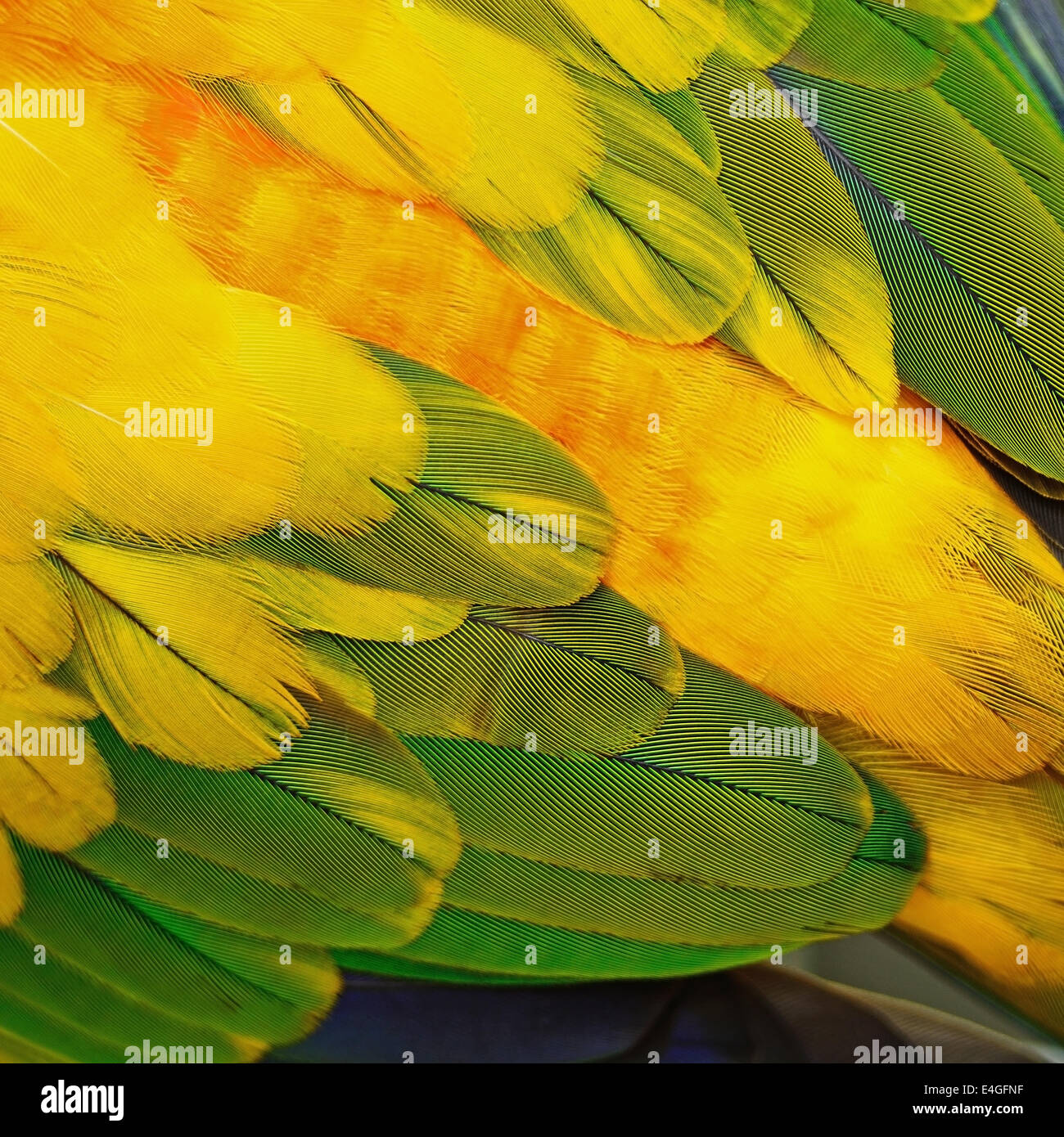 Bunt gelb und orange Vogelfedern Textur Sun Conure Federn Hintergrund Stockfoto