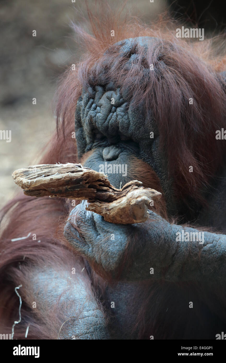 Porträt von Bornean Orangutan, Pongo Pygmaeus, einen Riesenaffen native auf der Insel Borneo Stockfoto