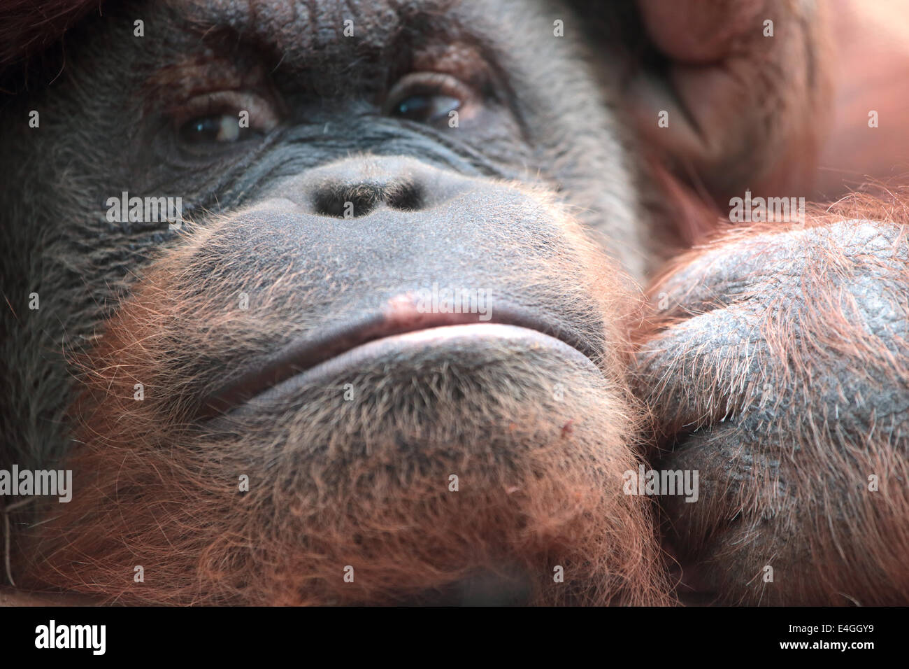 Nahaufnahme von Bornean Orangutan, Pongo Pygmaeus, einen Riesenaffen native auf der Insel Borneo Stockfoto