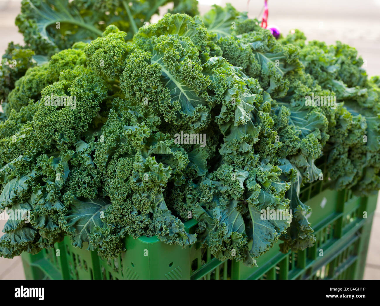 Reihe von gesunden rohen grünen Kale Blattgemüse Stockfoto