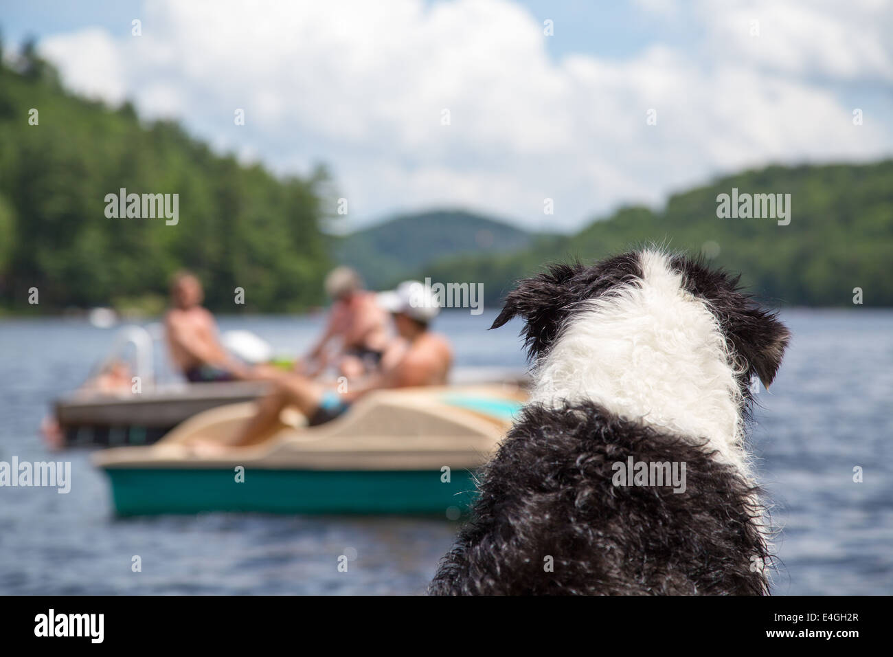 Ein nassen Hund sitzt auf der Anklagebank Hütte Uhren Menschen schwimmen und Bootfahren auf dem See von Buchten in Muskoka Ontario Kanada Stockfoto