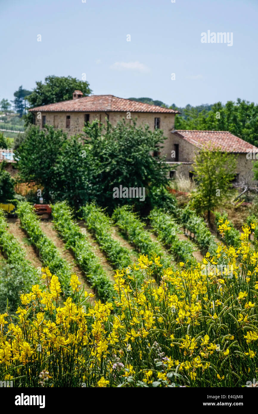 Typische Landschaft Mit Weinbergen in der Toskana, Italien, Europa Stockfoto