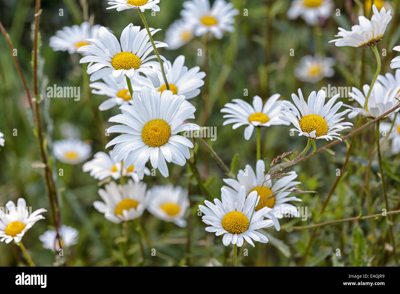 White Daisy in der Natur Stockfoto