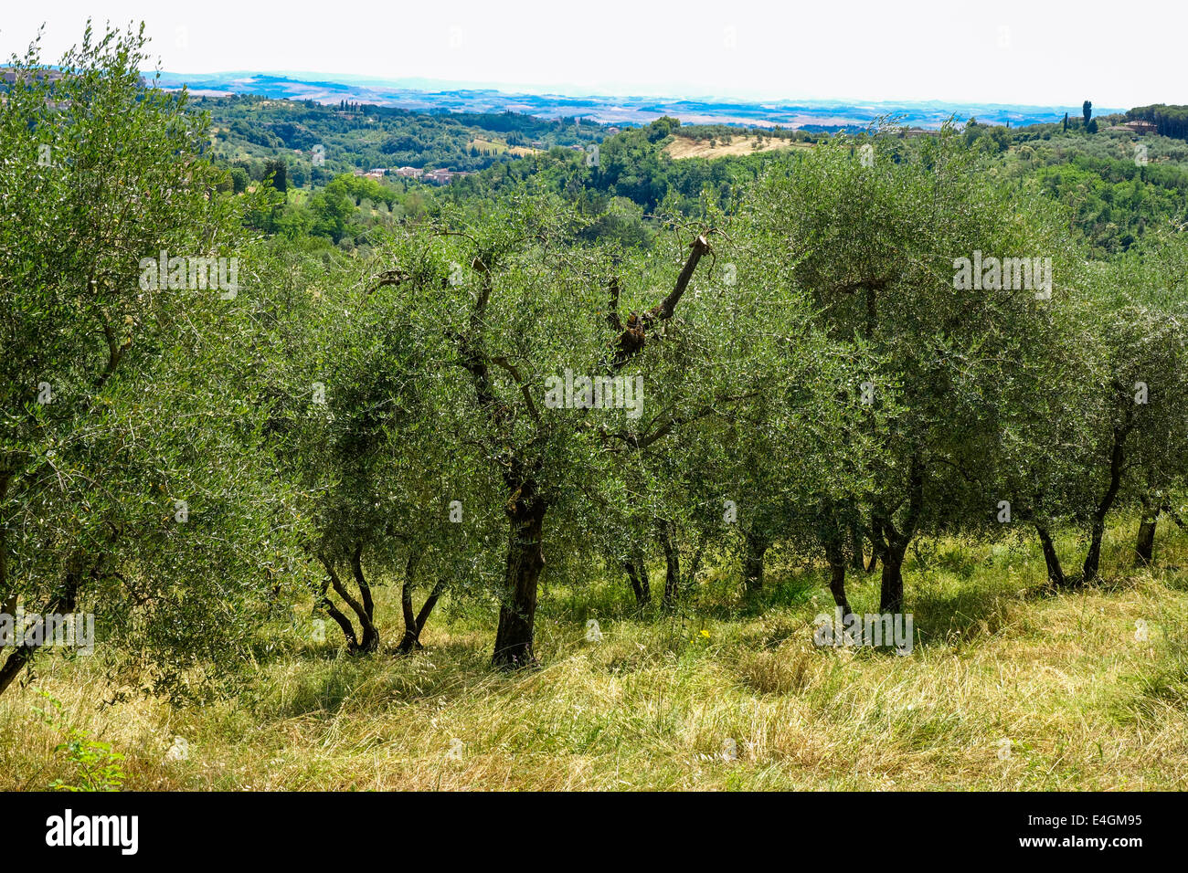 taxus baccata hecke kaufen Heimische Eibe