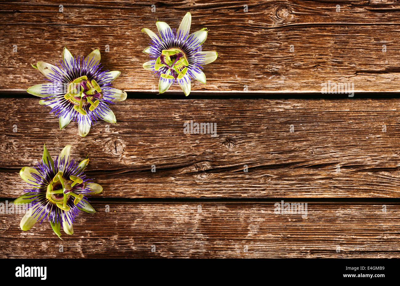 Passiflora Caerulea, Passionsblume Blume auf Holztisch. Stockfoto