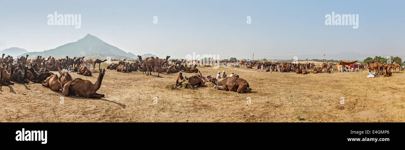 Panorama der Kamele Camp in Pushkar Mela (Pushkar Camel Fair). Pushkar, Rajasthan, Indien Stockfoto