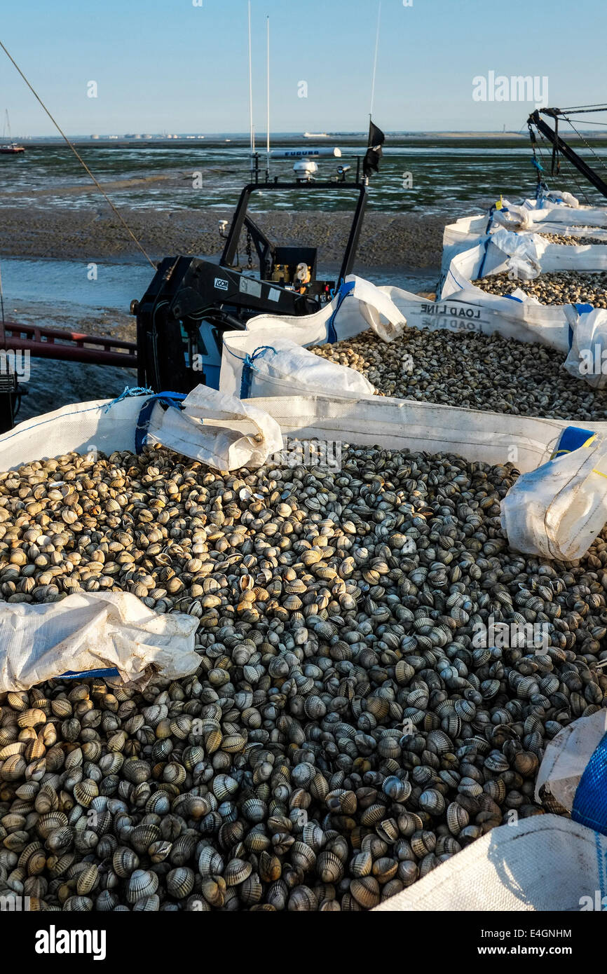 Ein frischer Fang von Herzmuscheln landete auf dem Kai am Leigh am Meer. Stockfoto