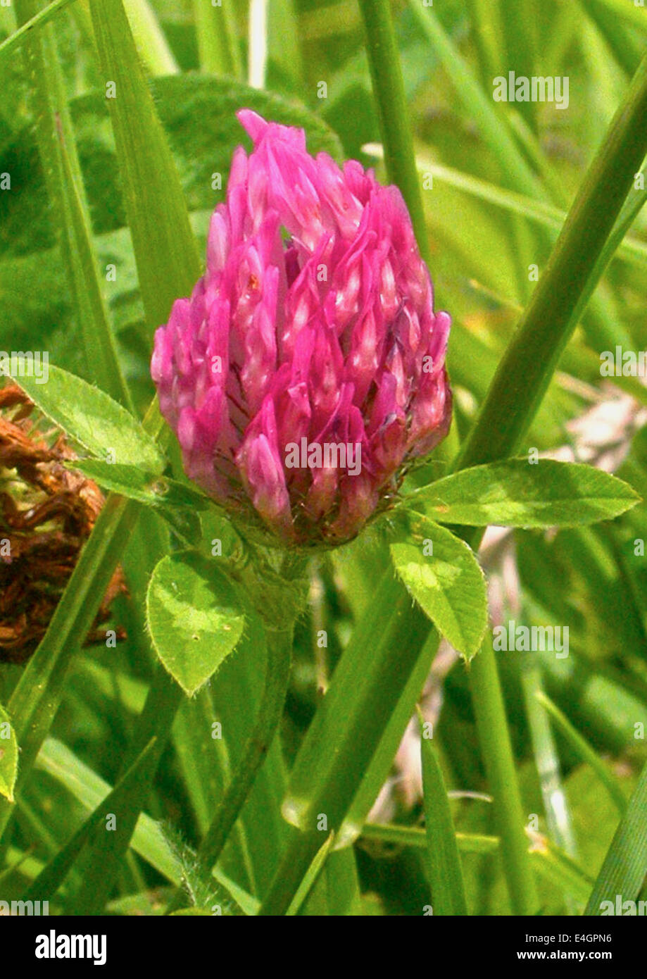 Rotklee (Trifolium Pratense) ist eine Art von Klee in Europa, Westasien und Nordwestafrika heimisch Stockfoto