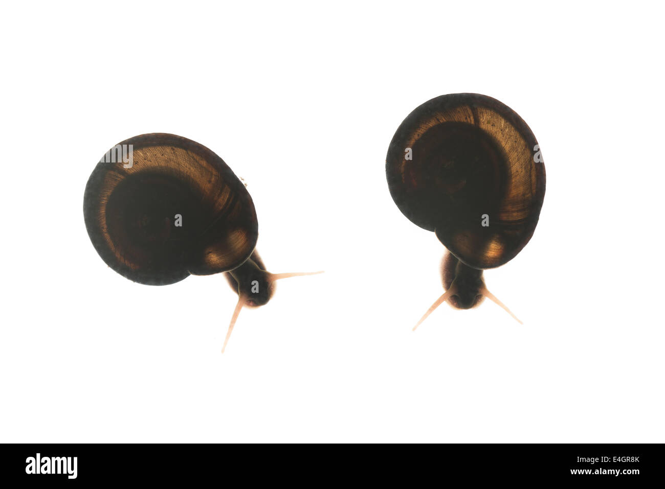 Süßwasser britische Ramshorn Schnecken Hintergrundbeleuchtung zeigen teilweise durchscheinende Struktur und Gliederung Stockfoto
