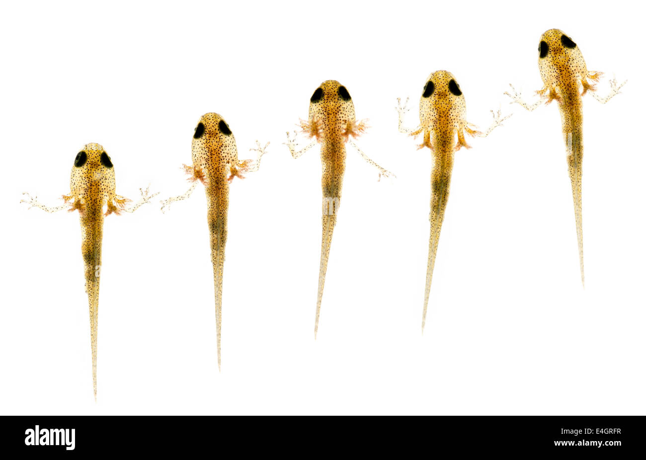 gemeinsamen glatt Newt jungen Larven Vorderbeine mit externen gefiederte Kiemen entwickeln werden Teich Spätsommer oder Herbst verlassen. Stockfoto