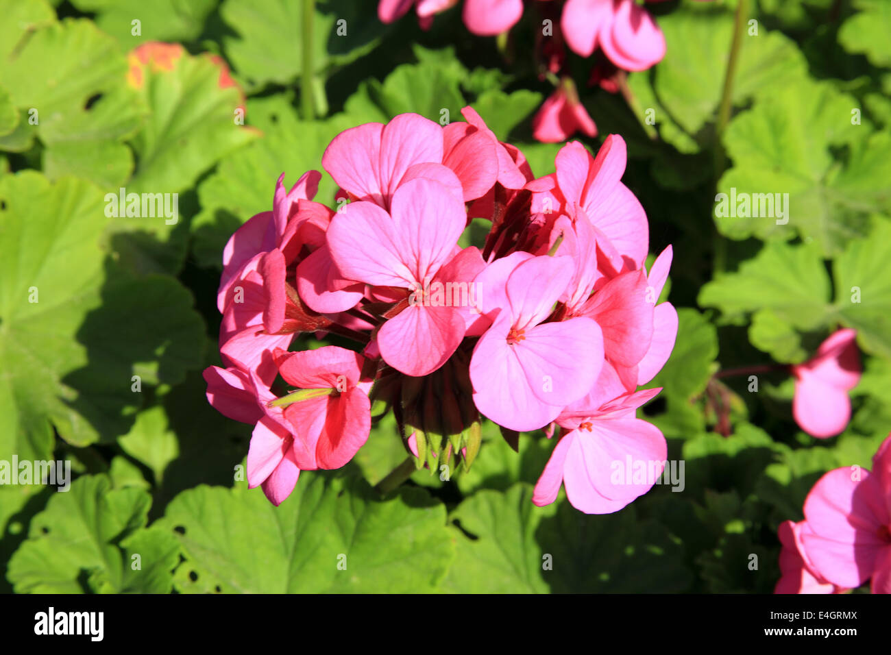 Rosa rote Pelargonien Geranien Makro Nahaufnahme Stockfoto