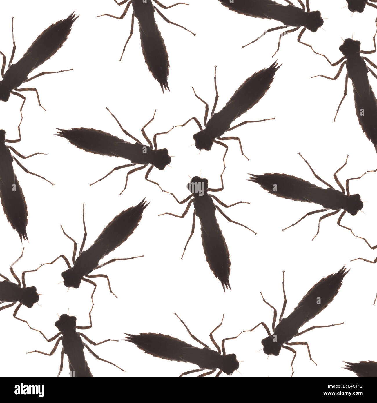 Unheimlich und Angst Phobie gegen Insekten-Muster von Libelle Larven Umriss Silhouette der Reife Nymphe Stockfoto